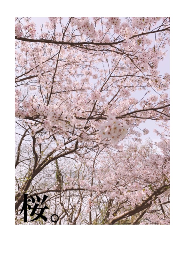 桜、満開